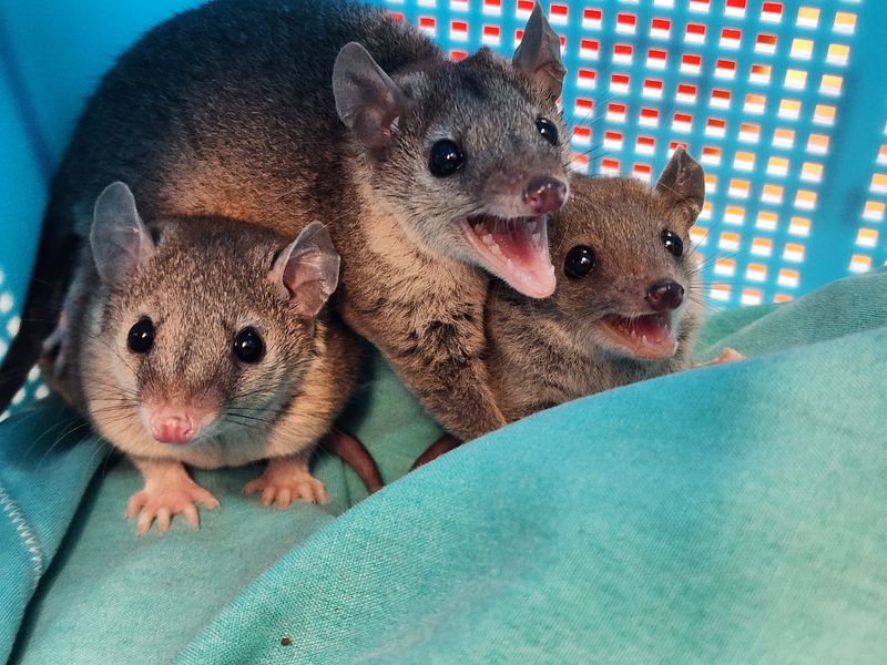 Baby Short Tail Possums, females!