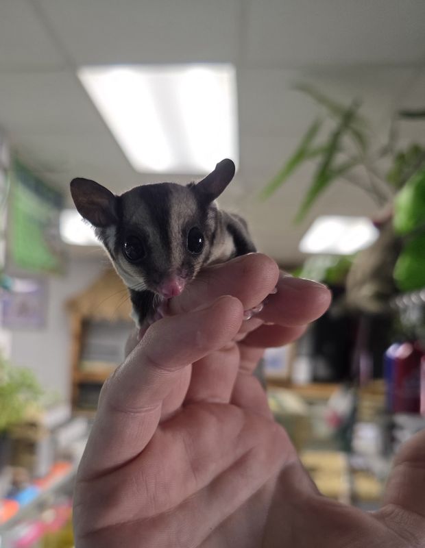 Standard Gray Sugar Gliders