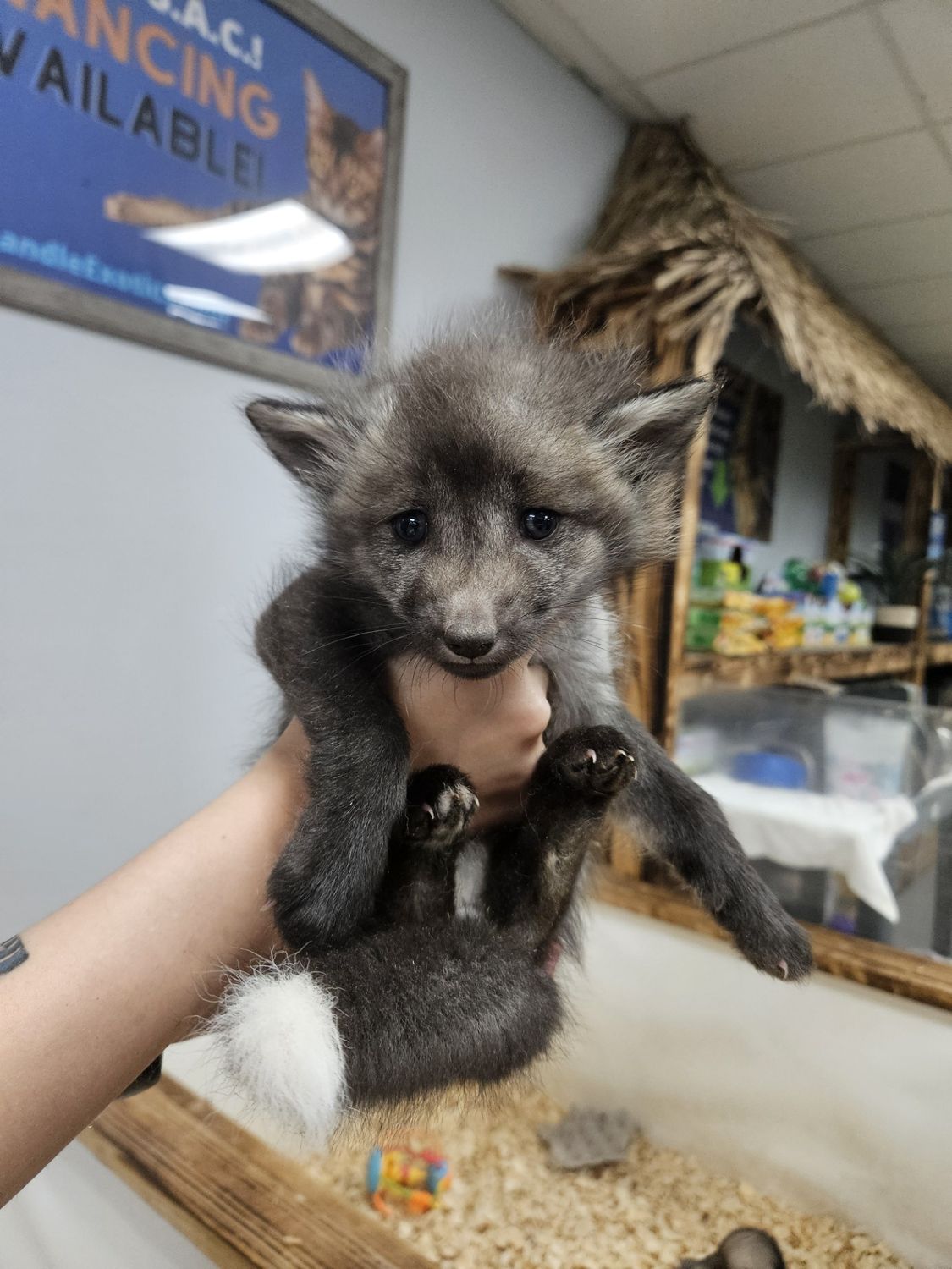 Fox Kits, 2026 reservations.