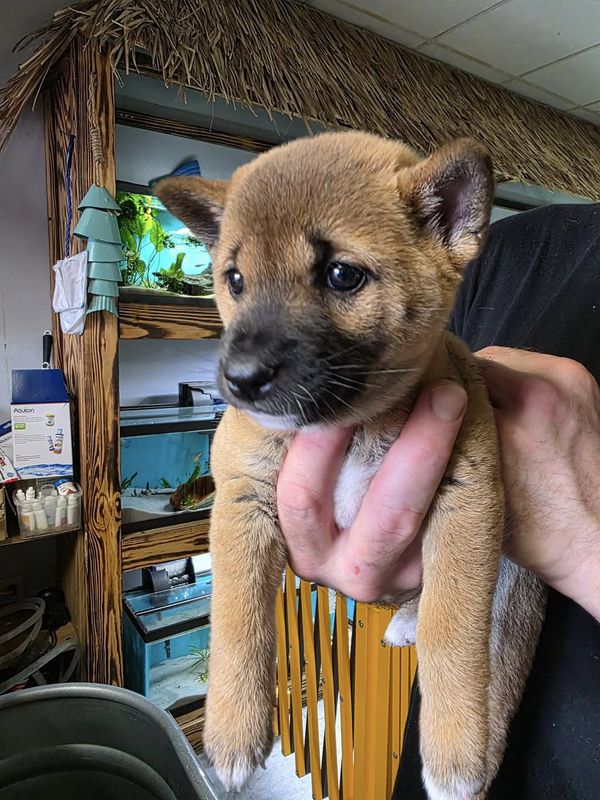 New Guinea Singing Dog, reservation