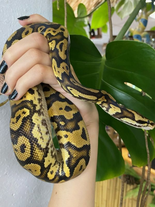 Leopard, Yellow Belly, Enchi, Ball Python
