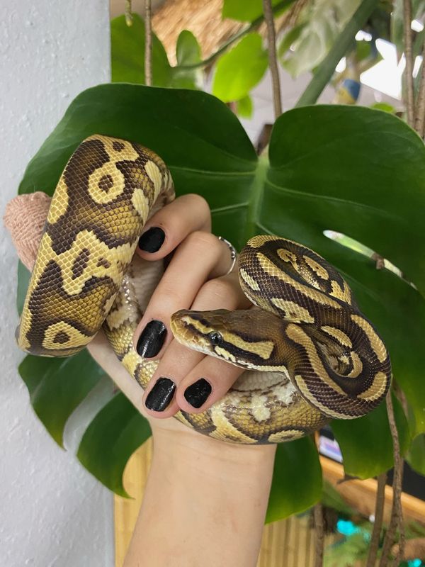 Pastel Mojave, Ball Python