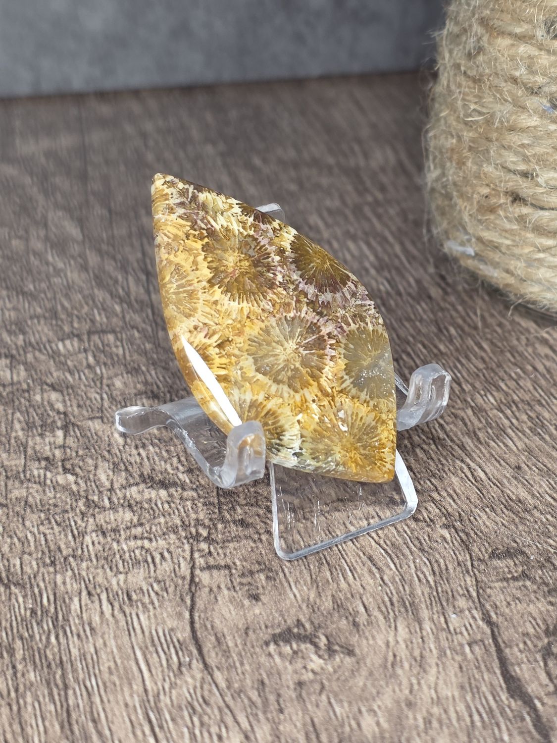 Fossilized Coral, cabochon