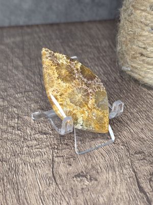 Fossilized Coral, cabochon