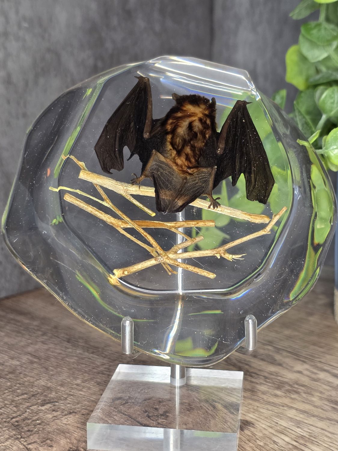 Bat in acrylic w/perches!