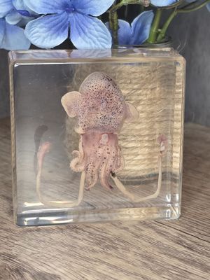 Squid in acrylic!