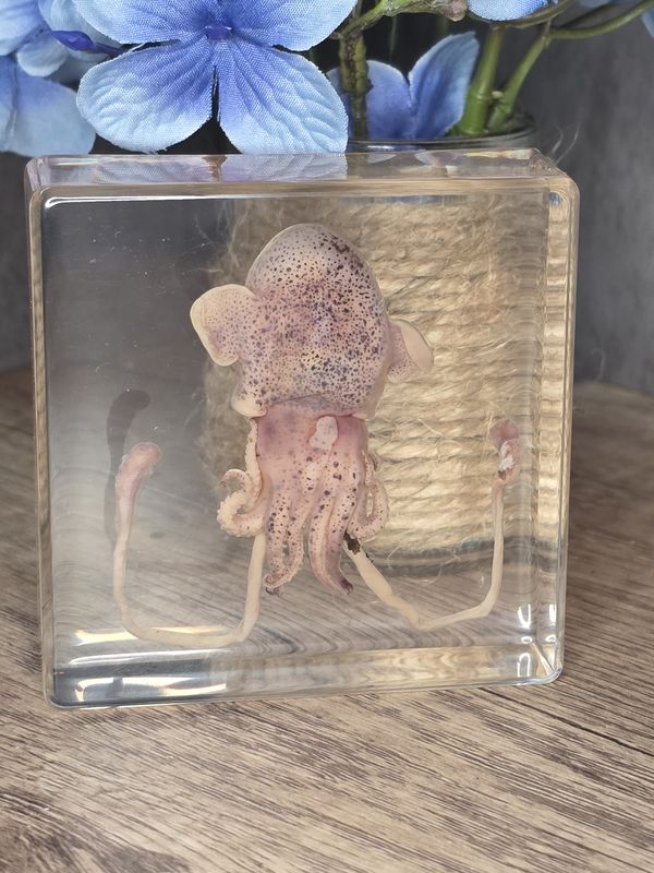 Squid in acrylic!