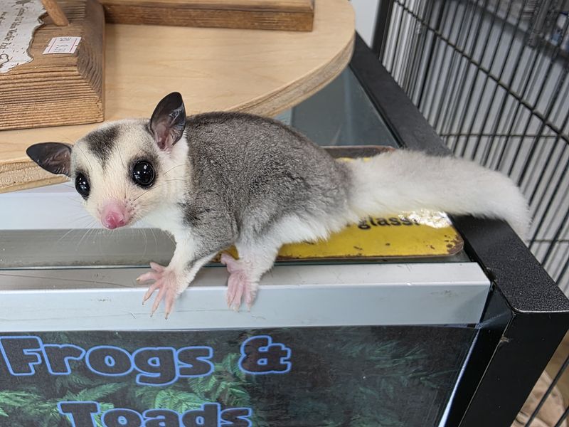 Mosaic, w/heart on head, male, Sugar Glider