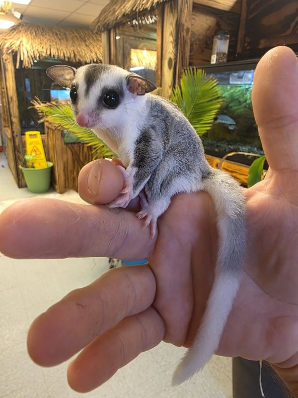 WFB, Mosaic, male, Sugar Glider