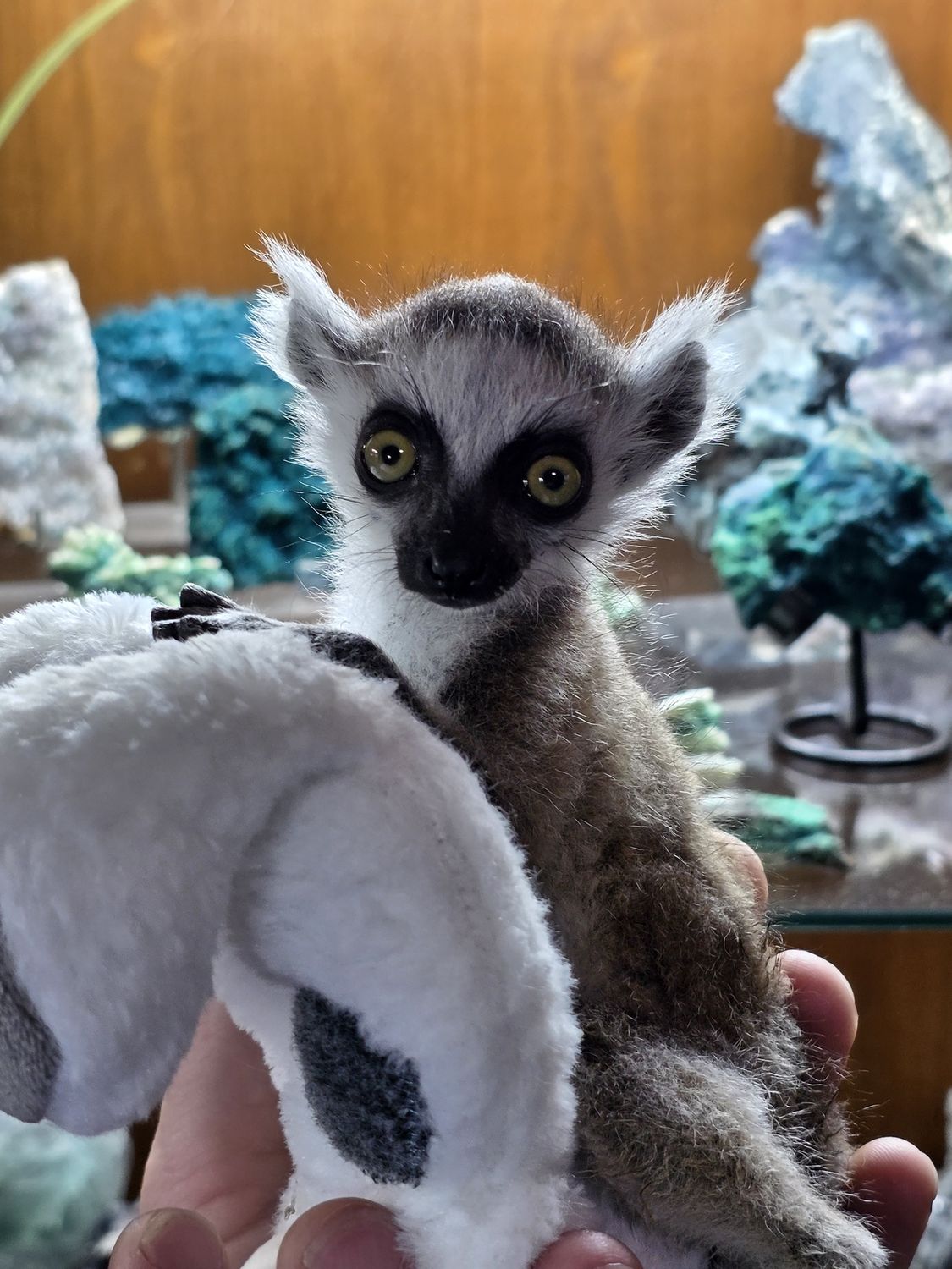 Ringtail Lemur, ready now!