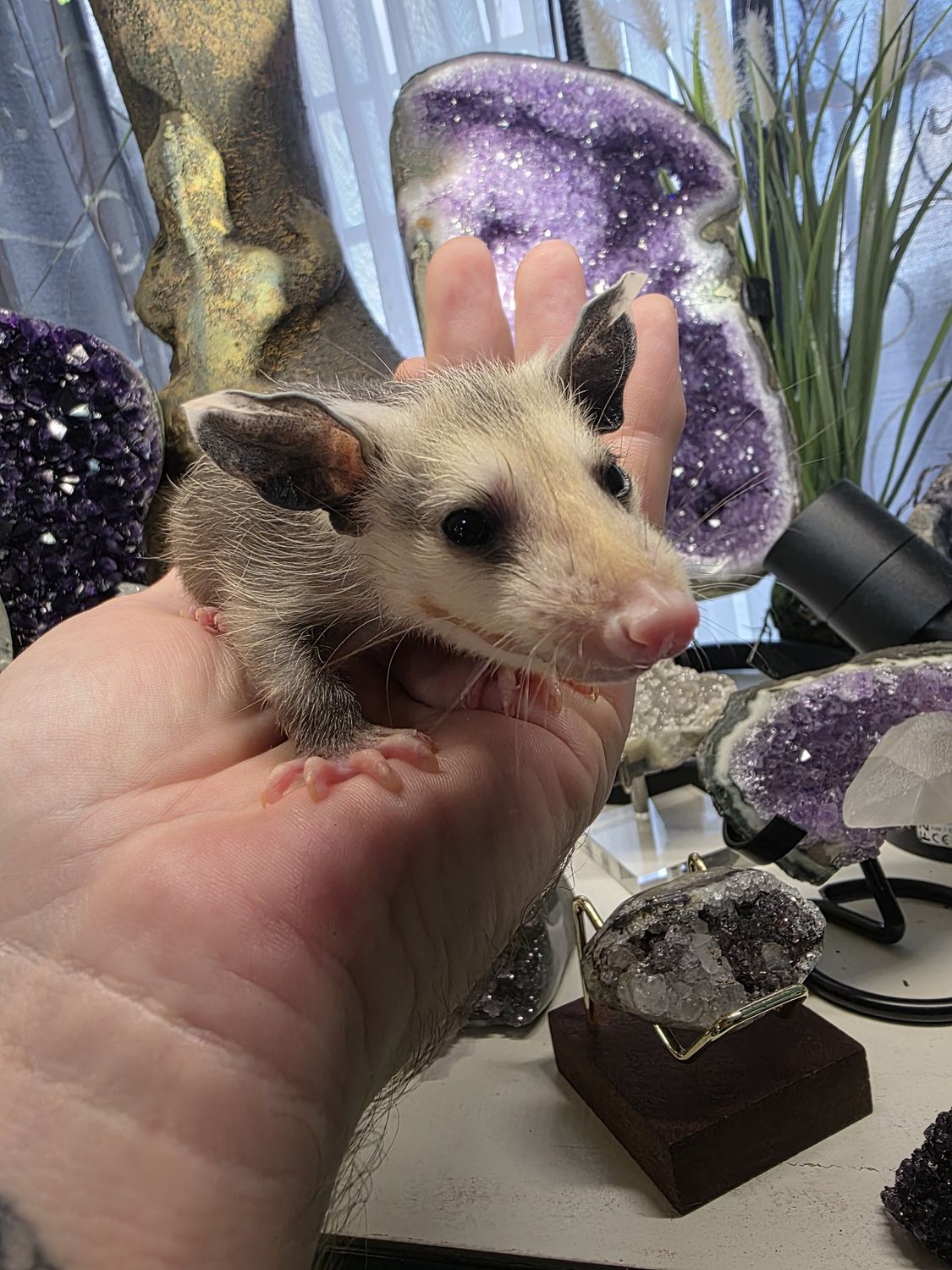 Virginia Opossums, reservations