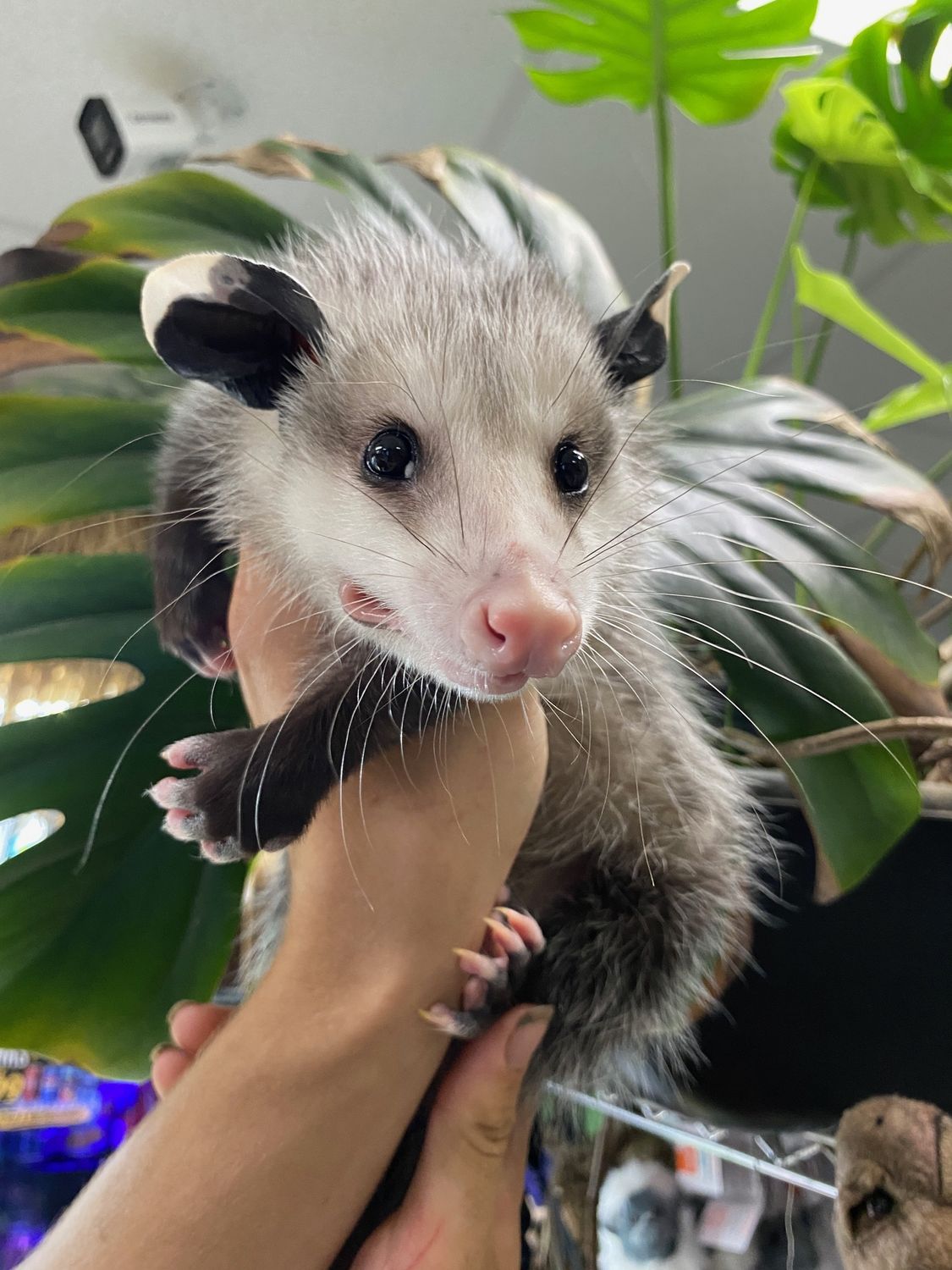 Virginia Opossums, ready now!