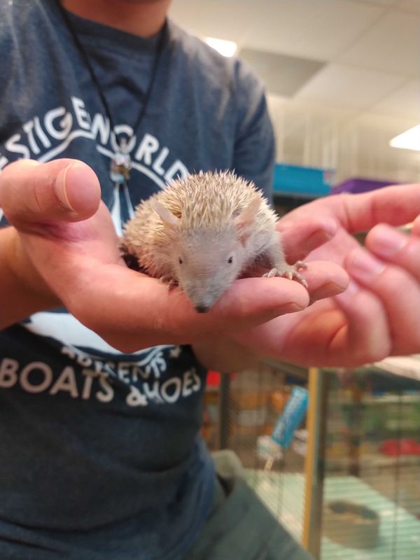 Lesser Tenrecs, reserve yours now!