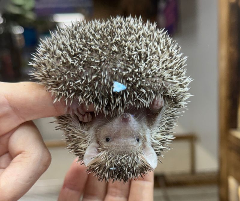 Lesser Tenrecs, 2026 babies, ready now!