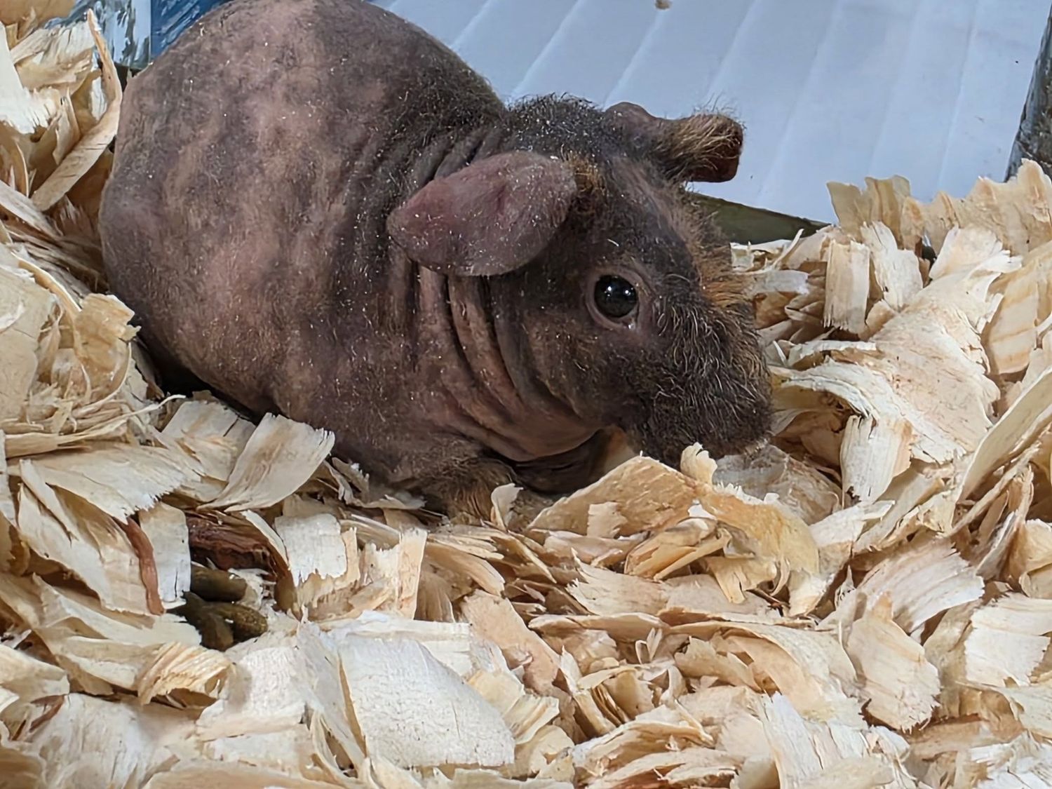 Skinny Pigs