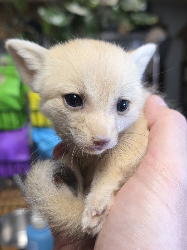 Fennec Fox, 2026 reservations.