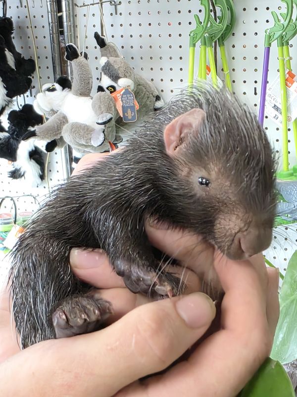 African Crested Porcupine baby, male