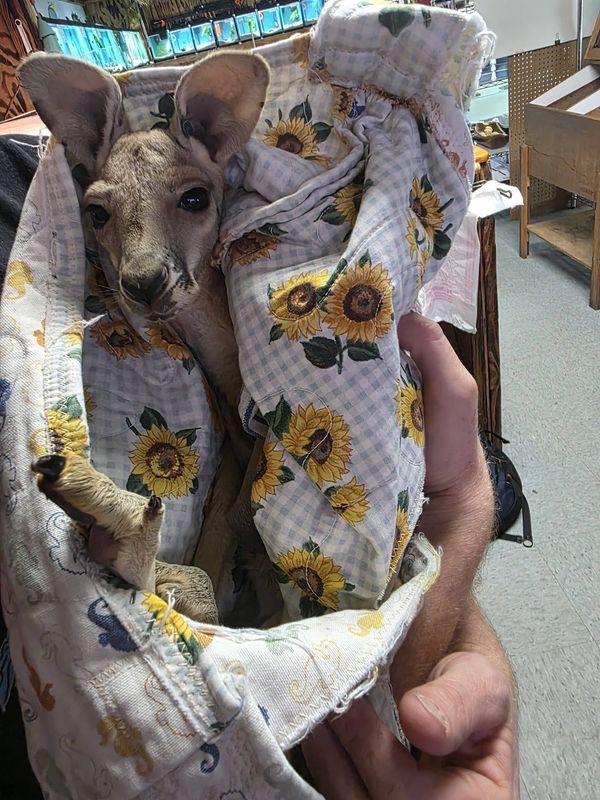 Red Kangaroo, available now!