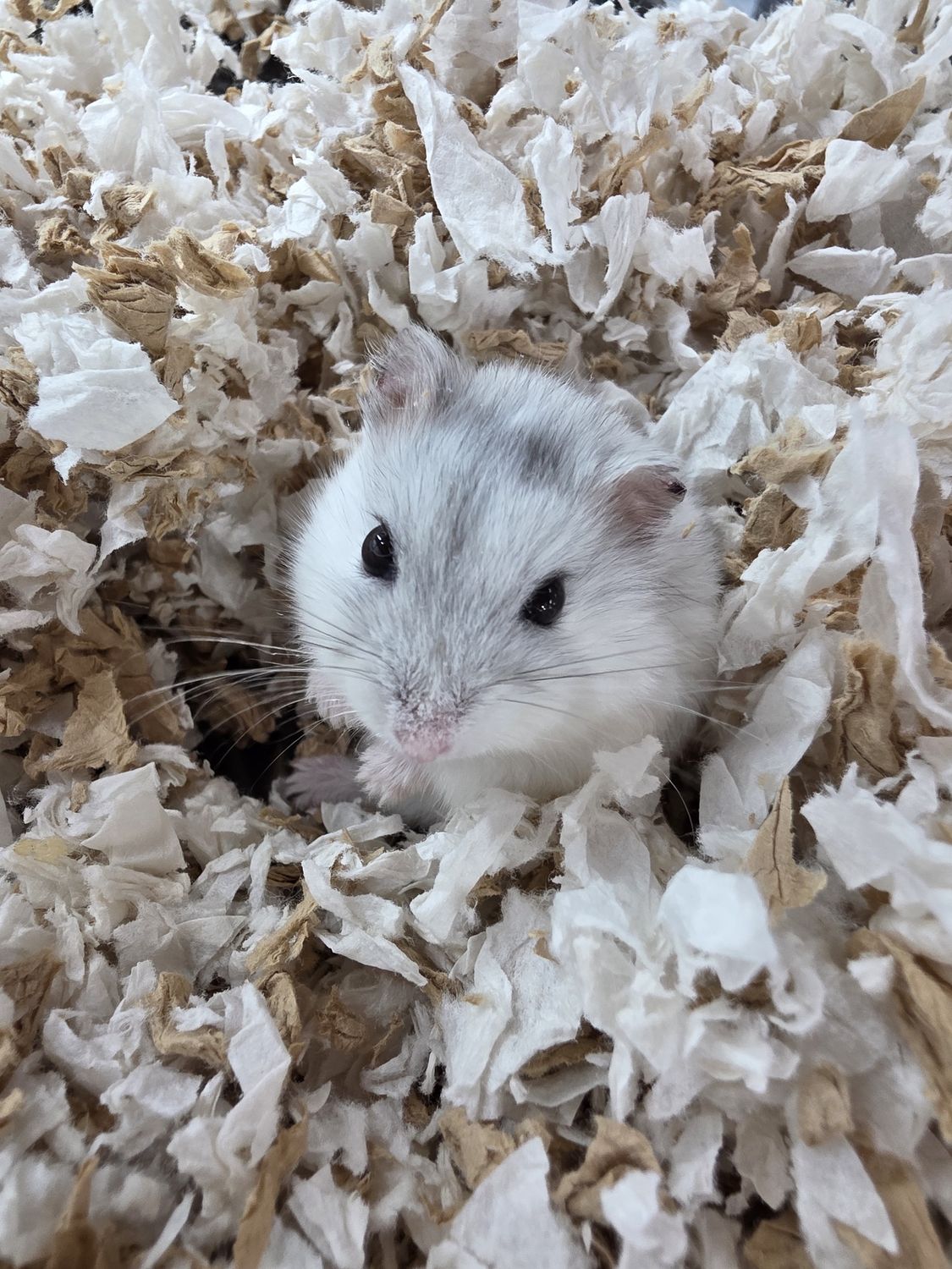Winter White Hamster