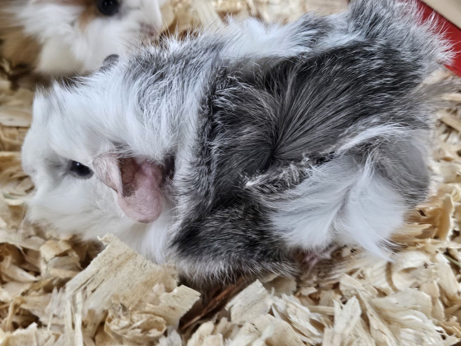 Long Hair Guinea Pigs