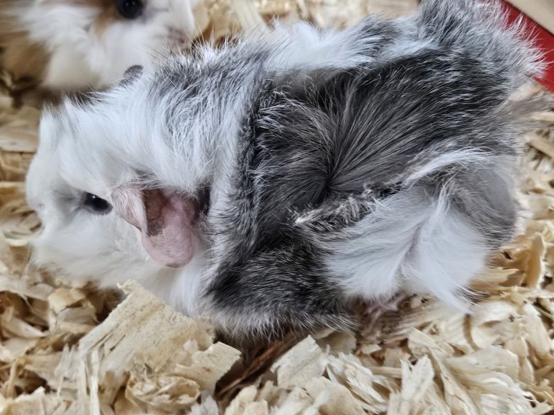 Long Hair Guinea Pigs