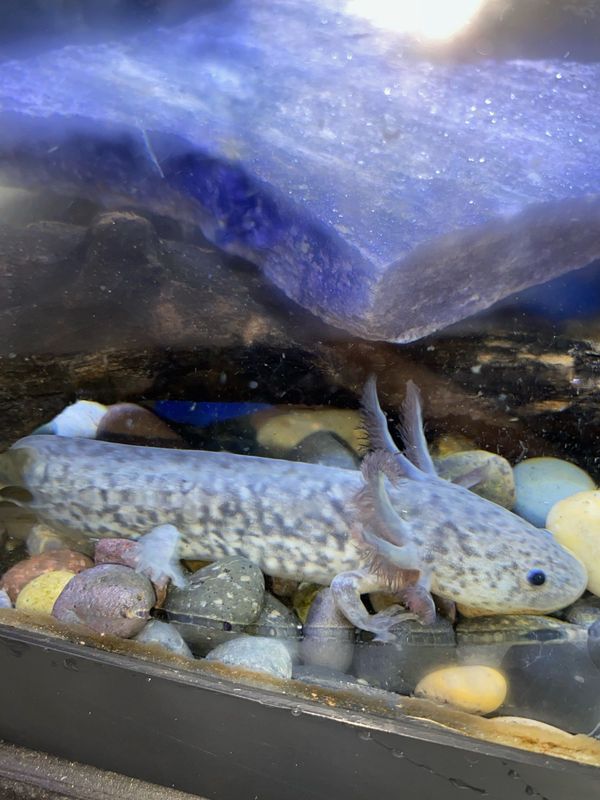 Axolotl, well started