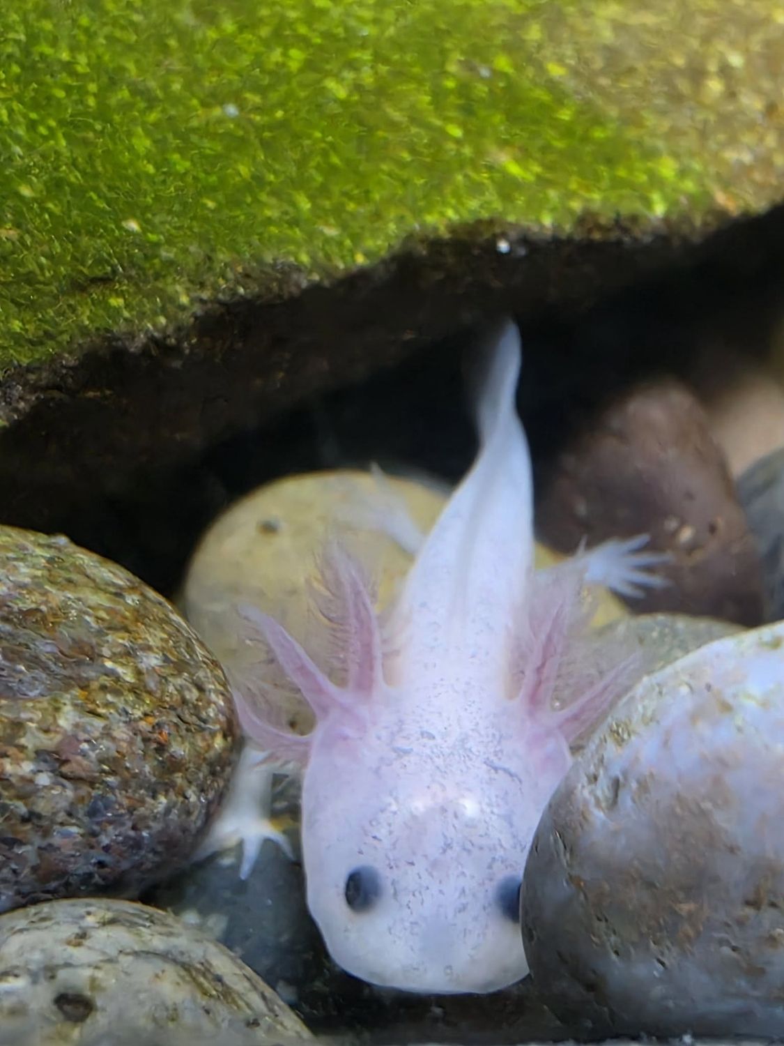 Axolotl, well started
