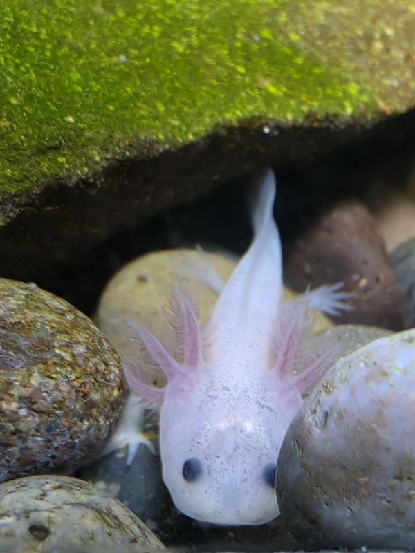 Axolotl, well started