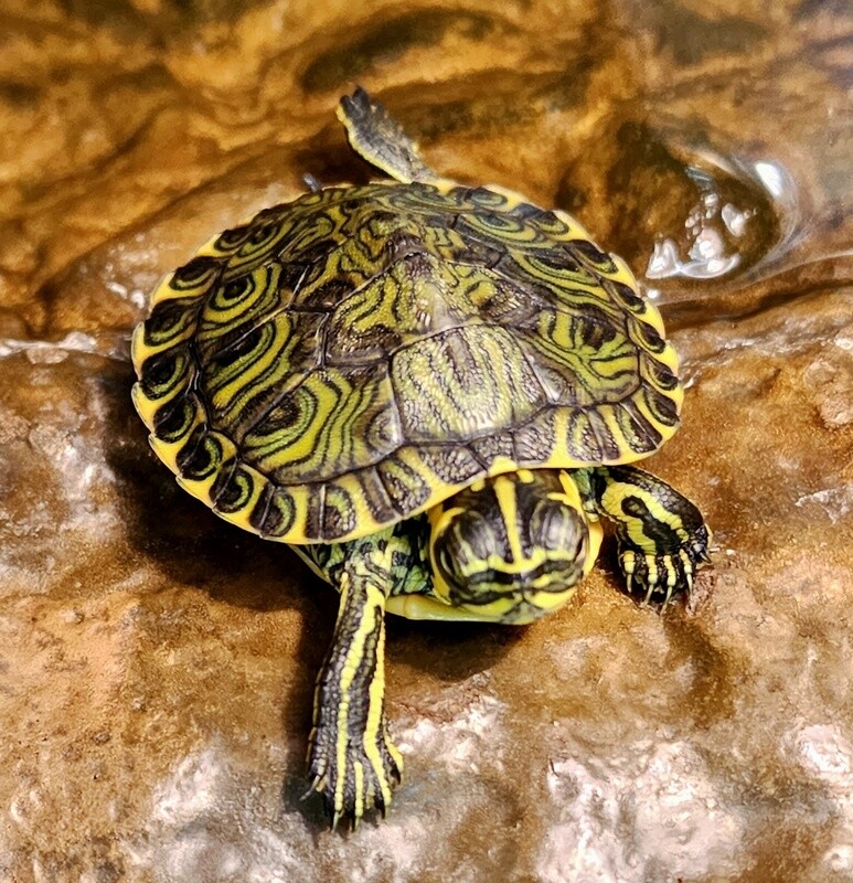 Yellow Belly Slider Aquatic Turtle