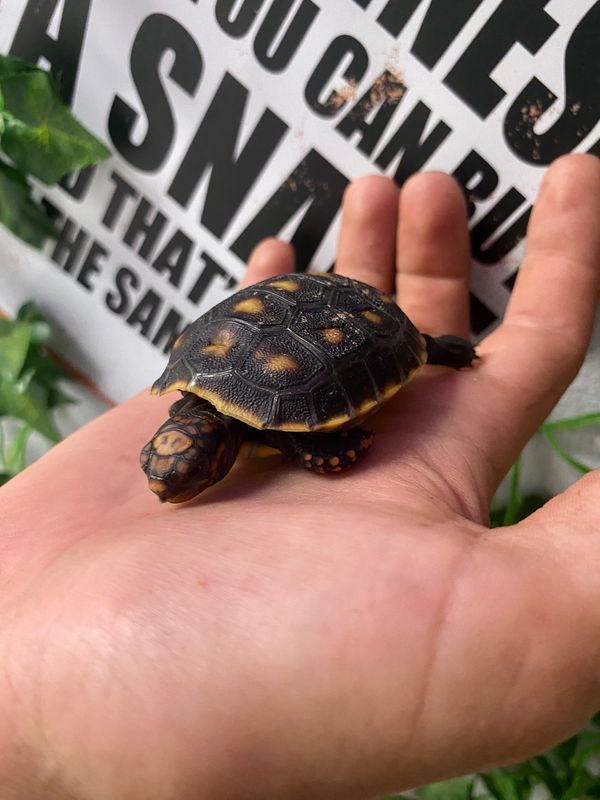 Red Foot Tortoise, baby