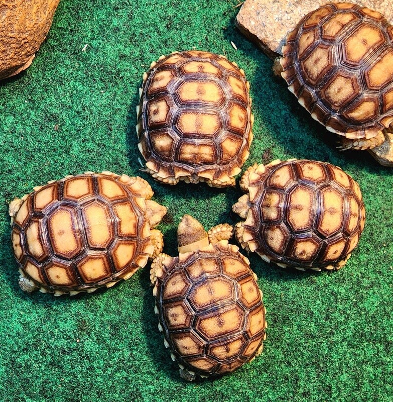Sulcata Tortoise
