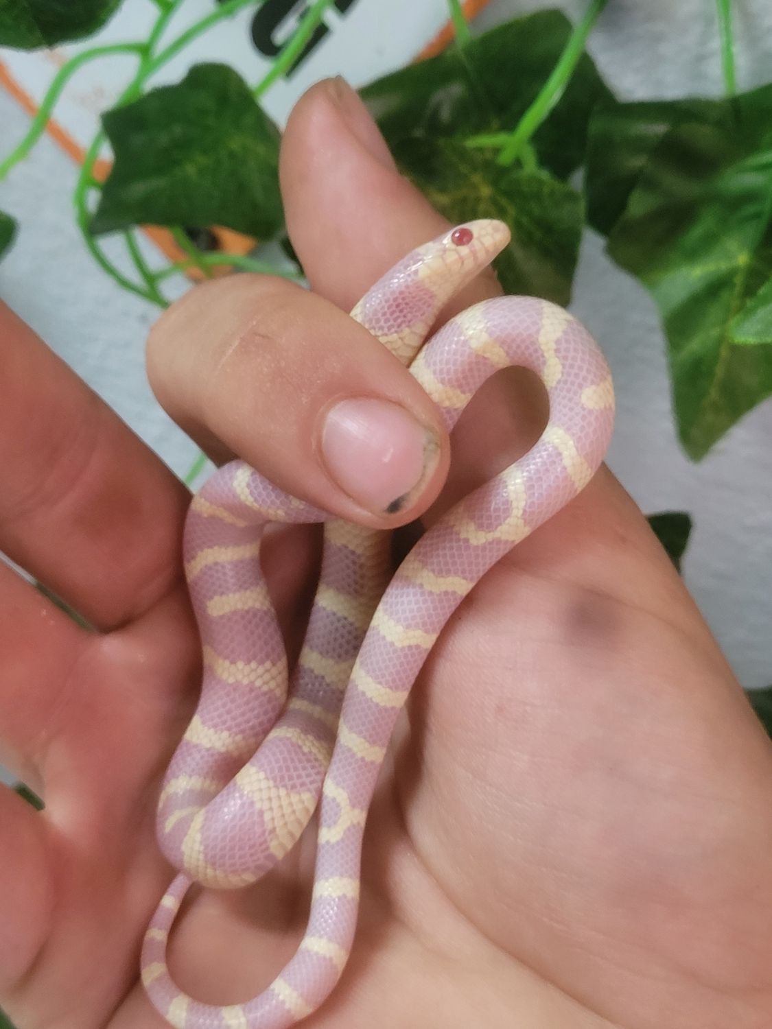 Albino California King Snake