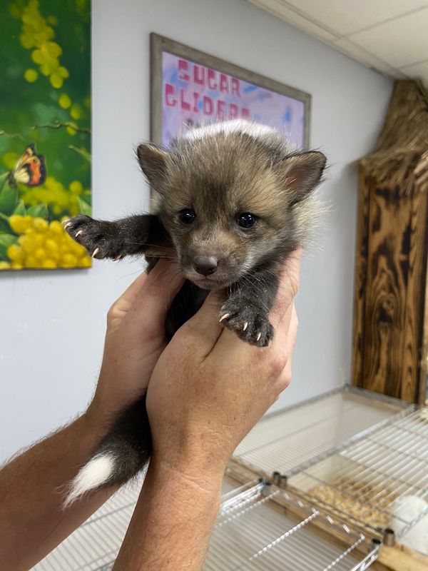 Baby Red Fox (species)