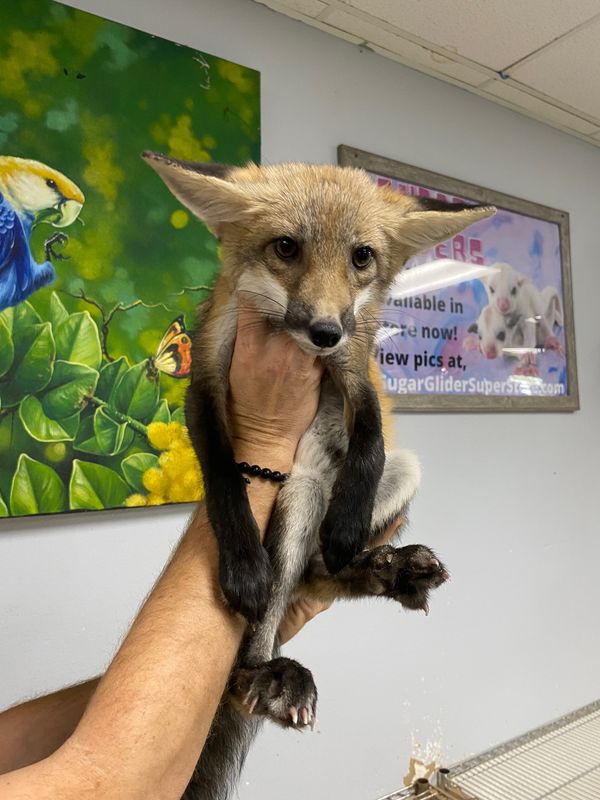 Baby Red Fox (species)