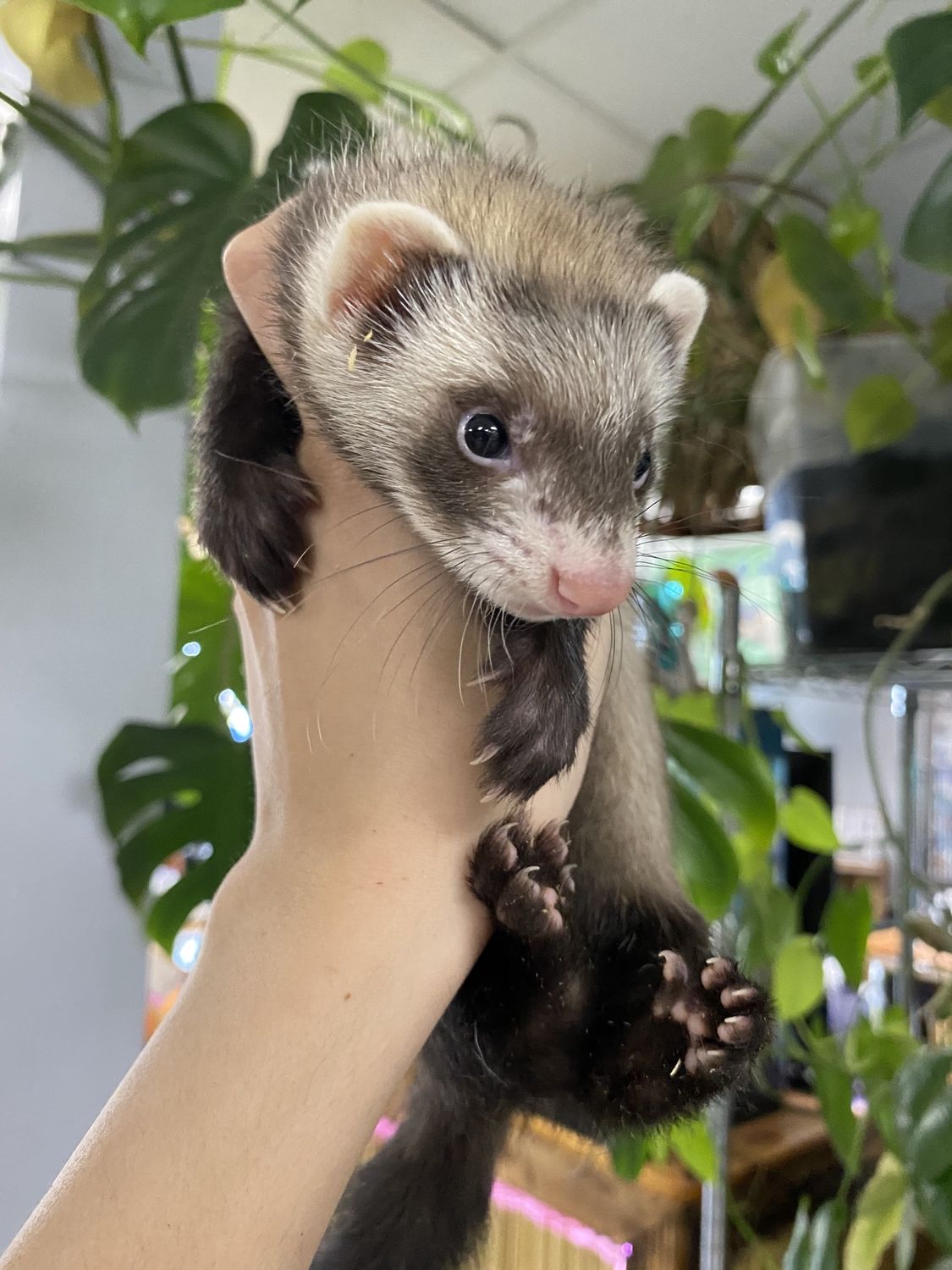 Ferrets, Non-Marshalls!  Ready now!
