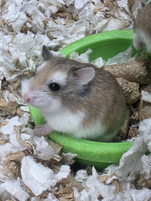 Robo Dwarf Hamsters