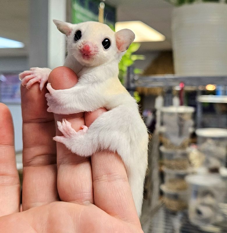 Leucistic Sugar Gliders