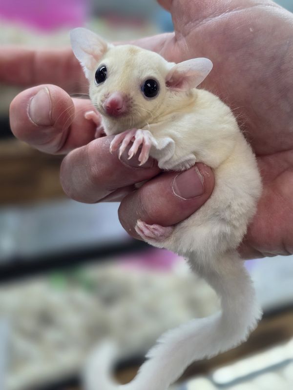 Leucistic Sugar Gliders