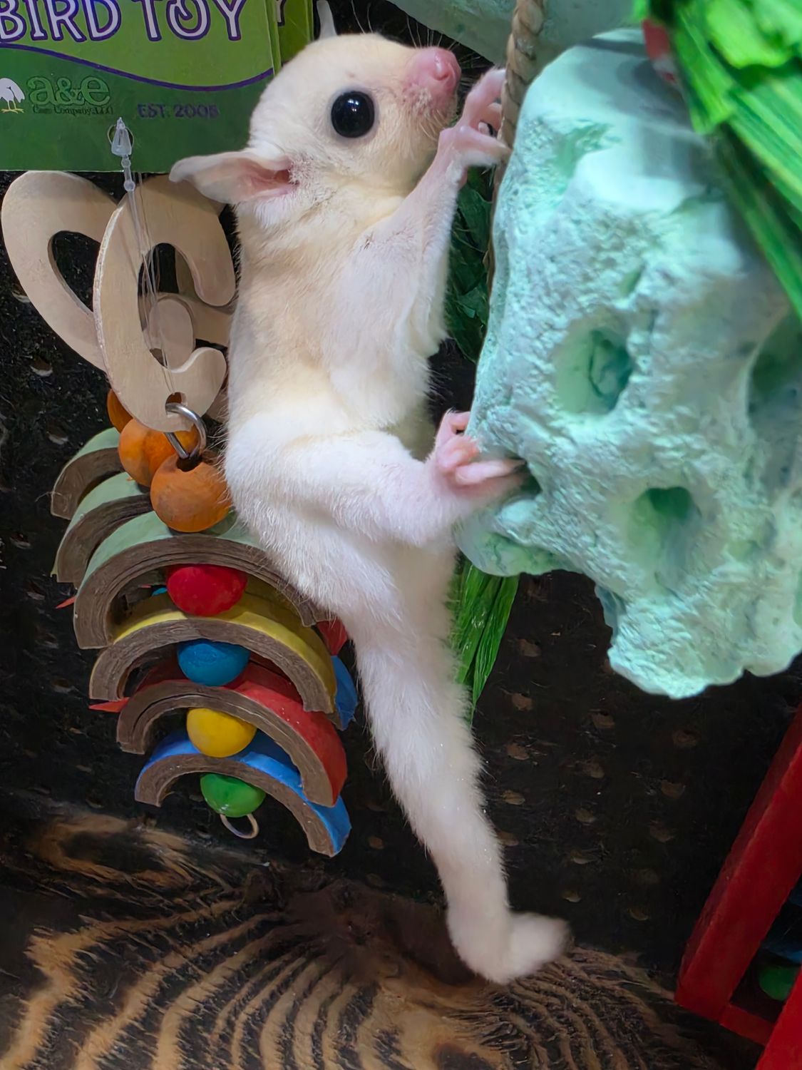 Leucistic Sugar Gliders, Sex: male