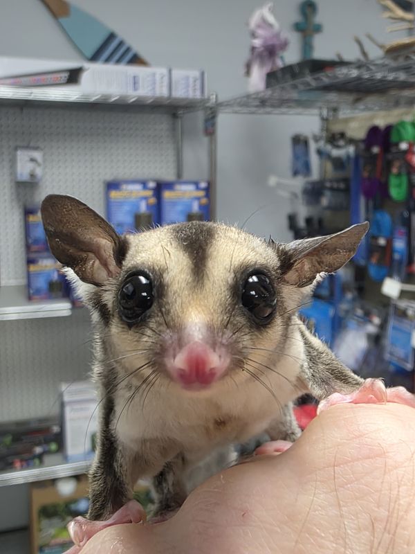 Standard Gray Sugar Gliders
