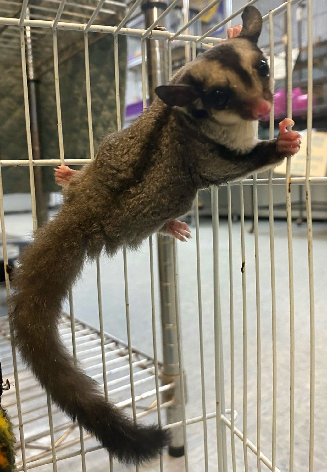 Standard Gray Sugar Gliders, Sex: male