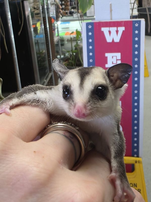 White Face Blonde Sugar Gliders