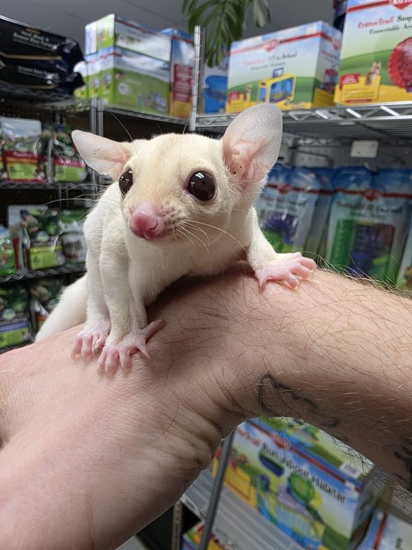 Cremeino Sugar Glider