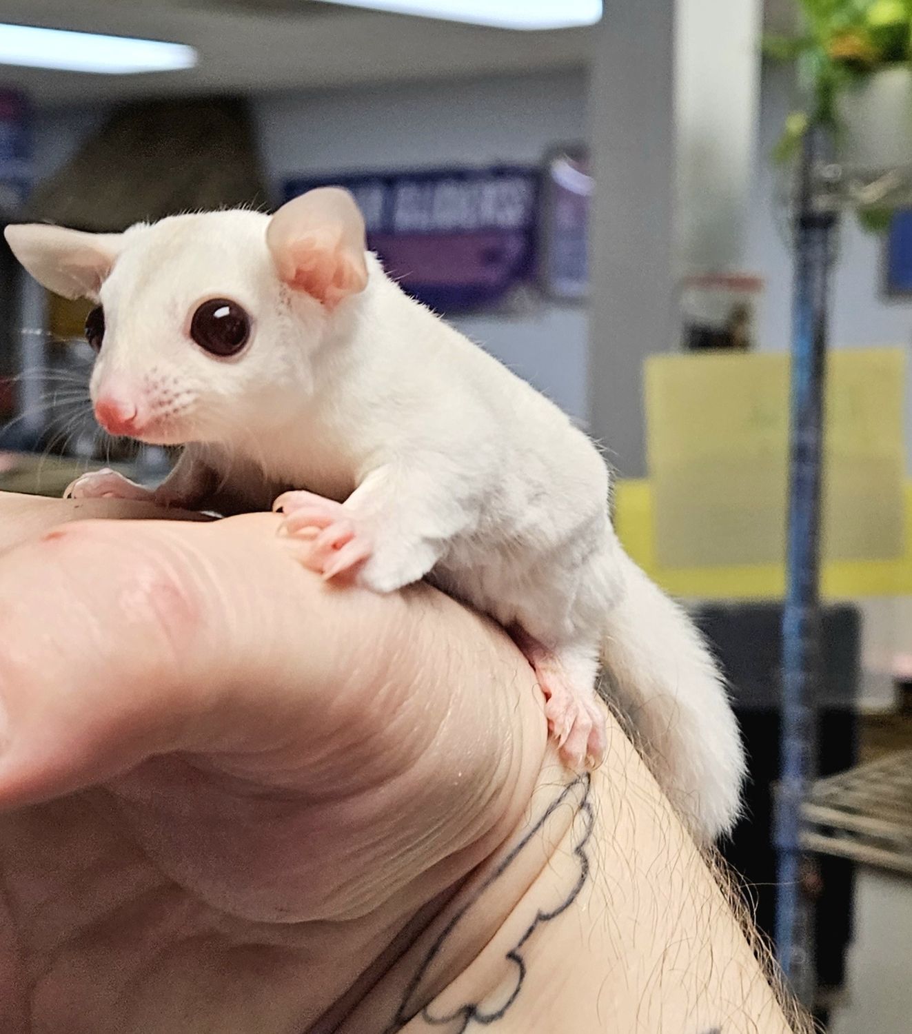 Cremeino Sugar Glider, babies!, Sex: male