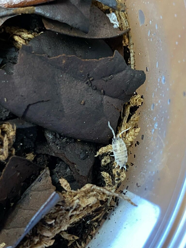 Oreo Crumble Isopods