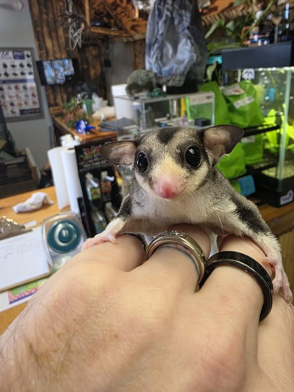 Pied, Mosaic, w/cow-ears &amp; "Possum face," Sugar Glider, male!  Exceptionally marked!