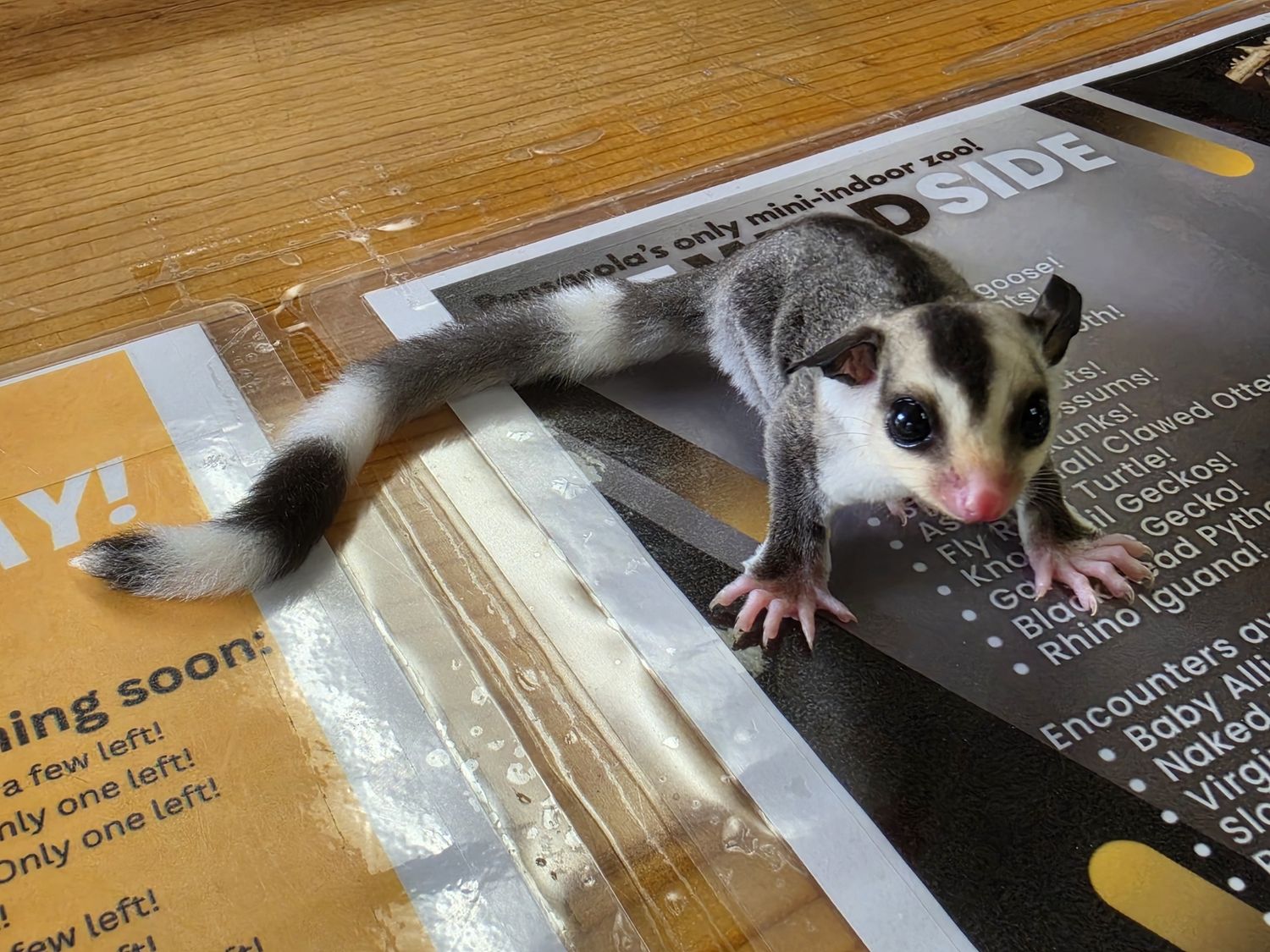 WFB, Ringtail, Sugar Glider, male!  Exceptionally marked!, Choose: Male