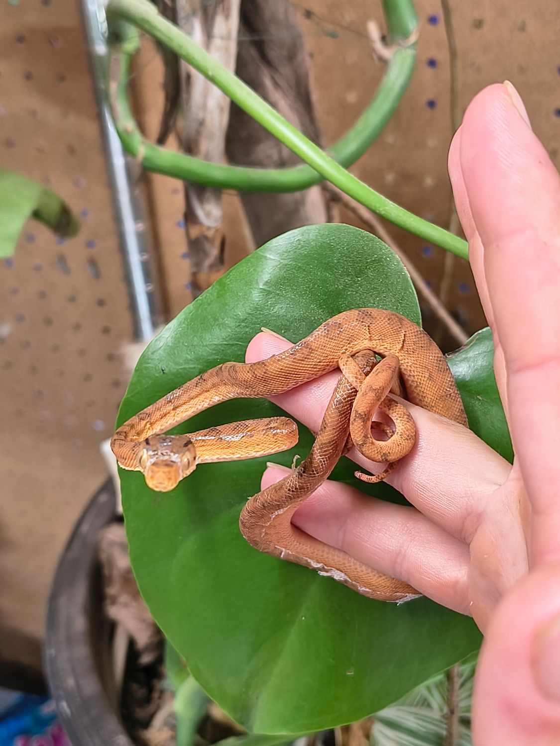 Colored Tree Boa