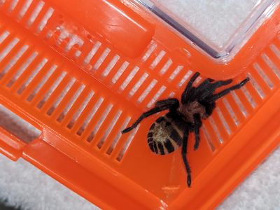 Guatemalan  Tiger  Rump  Tarantula