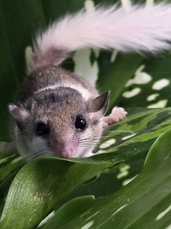 Pied Pygmy Squirrels / African Dormice!
